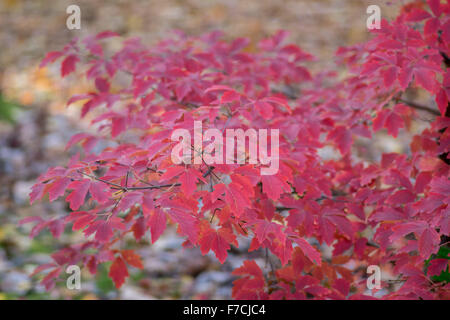 Leichte rote Ahorn Laub im Herbst Acer griseum Stockfoto