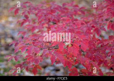 Leichte rote Ahorn Laub im Herbst Acer griseum Stockfoto