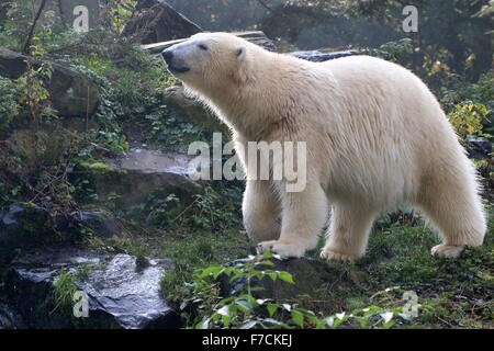 Reifen Sie, Eisbär (Ursus Maritimus) schnüffeln, Abholung einen Duft neben einem kleinen Bach Stockfoto