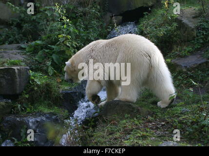 Reifen Sie, Eisbär (Ursus Maritimus) erkunden, überqueren einen kleinen Gebirgsbach Stockfoto