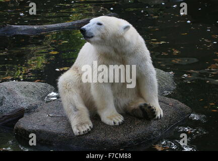 Reifen Sie, Eisbär (Ursus Maritimus) ruht in der Nähe von Wasser Stockfoto