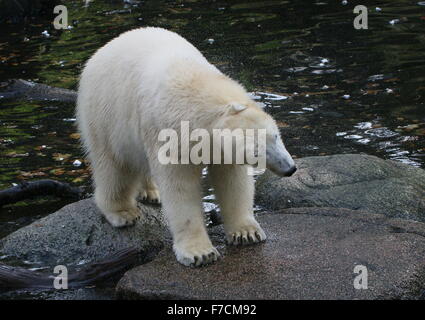 Reife Eisbär (Ursus Maritimus) in der Nähe von Wasser, zuckt Sie überschüssiges Wasser aus ihrem Fell Stockfoto