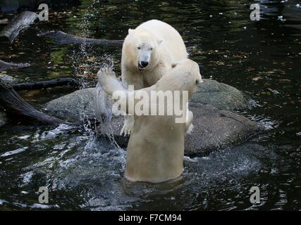 Zwei temperamentvolle weibliche Eisbären (Ursus Maritimus) gegeneinander kämpfen am Ufer, ein Knurren, andererseits tragen mit ihrer Pfote Longieren Stockfoto