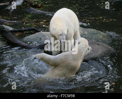 Zwei temperamentvolle weibliche Eisbären (Ursus Maritimus) gegeneinander kämpfen am Ufer, beißen eine, andere Longieren nach oben aus dem Wasser Stockfoto