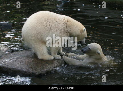 Zwei temperamentvolle weibliche Eisbären (Ursus Maritimus) gegeneinander kämpfen am Ufer, ein Knurren, andere auftauchen aus dem Wasser Stockfoto