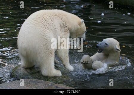 Zwei temperamentvolle weibliche Eisbären (Ursus Maritimus) gegeneinander kämpfen am Ufer, ein Knurren, andere auftauchen aus dem Wasser Stockfoto