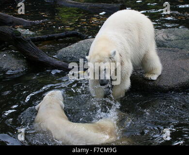 Zwei temperamentvolle Reife weiblichen Eisbären (Ursus Maritimus) gegeneinander kämpfen Stockfoto