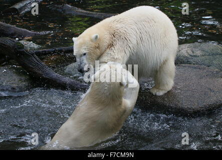 Zwei temperamentvolle weibliche Eisbären (Ursus Maritimus) gegeneinander kämpfen am Ufer, ein Knurren, andere Longieren nach oben aus dem Wasser Stockfoto