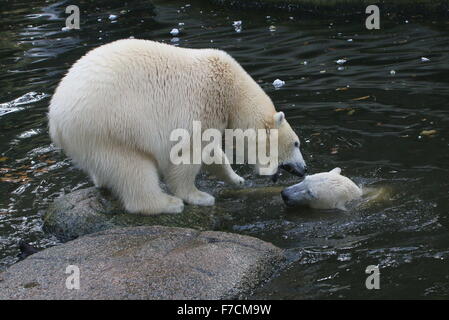 Zwei weibliche Eisbären (Ursus Maritimus) gegeneinander kämpfen am Ufer, ein Knurren, andere auftauchen aus dem Wasser Stockfoto