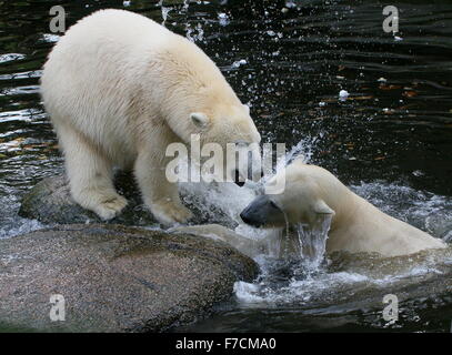 Zwei temperamentvolle weibliche Eisbären (Ursus Maritimus) gegeneinander kämpfen am Ufer, ein Knurren, andere Longieren nach oben aus dem Wasser Stockfoto