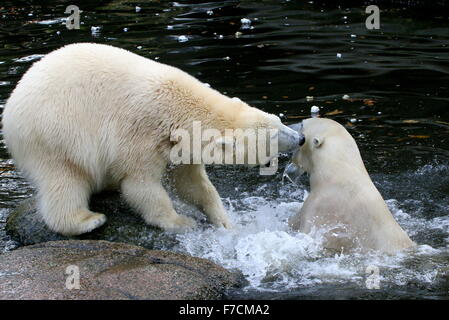 Zwei temperamentvolle weibliche Eisbären (Ursus Maritimus) gegeneinander kämpfen am Ufer, beißen eine, andere Longieren nach oben aus dem Wasser Stockfoto