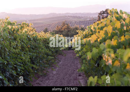 Golden Vineyards in Morning Light – Empoli Tuscany Autumn Fields Stockfoto