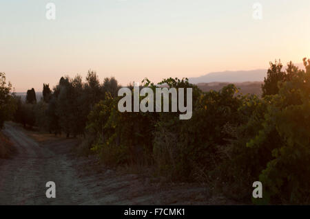 Sonnenuntergang über Weinbergen in Empoli – Landschaft der Toskana zur Goldenen Stunde Stockfoto