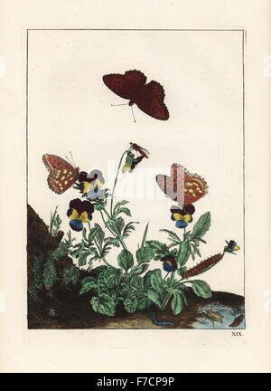 Königin von Spanien Fritillary Butterfly, Issoria Lathonia und gemeinsamen fliegen, Stiletto, Thereva Nobilitata, auf wilde Stiefmütterchen Viola Tricolor. Handkoloriert Kupferstich Gravur gezeichnet und geätzt von Jacob l'Admiral in Naauwkeurige Waarneemingen Omtrent de Veranderingen van Veele Insekten (genaue Beschreibungen der Metamorphosen von Insekten), J. Sluyter, Amsterdam, 1774. Für diese zweite Auflage hinzugefügt M. Houttuyn der ursprünglichen 25 eine andere acht Platten. Stockfoto