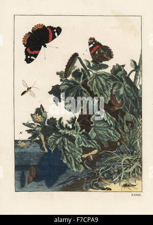 Red Admiral Schmetterling, Vanessa Atalanta, Raupe und Puppe. Handkoloriert Kupferstich Gravur gezeichnet und geätzt von Jacob l'Admiral in Naauwkeurige Waarneemingen Omtrent de Veranderingen van Veele Insekten (genaue Beschreibungen der Metamorphosen von Insekten), J. Sluyter, Amsterdam, 1774. Für diese zweite Auflage hinzugefügt M. Houttuyn der ursprünglichen 25 eine andere acht Platten. Stockfoto