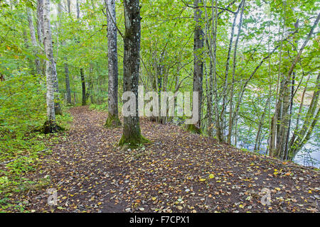 Wanderweg durch das schöne üppige lebendige lebendige Frische grüne Wald am Fluss. Sävenån Naturschutzgebiet, Schweden Model Release: Nein Property Release: Nein. Stockfoto