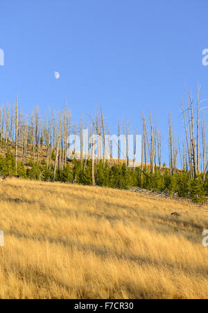 Kiefernwälder mit Neubildung nach die Waldbränden 1988 große Teile des Yellowstone-Nationalpark, Wyoming, USA verbrannt Stockfoto