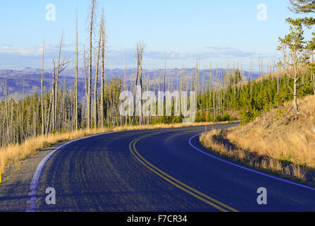 Kiefernwälder mit Neubildung nach die Waldbränden 1988 große Teile des Yellowstone-Nationalpark, Wyoming, USA verbrannt Stockfoto