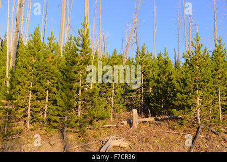 Kiefernwälder mit Neubildung nach die Waldbränden 1988 große Teile des Yellowstone-Nationalpark, Wyoming, USA verbrannt Stockfoto