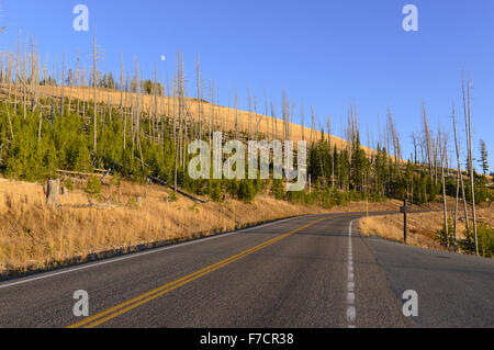 Kiefernwälder mit Neubildung nach die Waldbränden 1988 große Teile des Yellowstone-Nationalpark, Wyoming, USA verbrannt Stockfoto