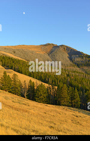 Kiefernwälder mit Neubildung nach die Waldbränden 1988 große Teile des Yellowstone-Nationalpark, Wyoming, USA verbrannt Stockfoto