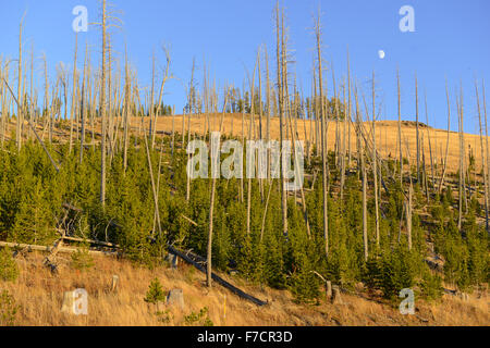 Kiefernwälder mit Neubildung nach die Waldbränden 1988 große Teile des Yellowstone-Nationalpark, Wyoming, USA verbrannt Stockfoto