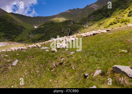 Karpaten, Rumänien - Juli - 05, 2015: Die Hirten bewacht Schafherde Weiden an den Hängen der Karpaten Stockfoto