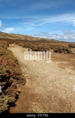 El Pedral, Punta Ninfas, Provinz Chubut, Patagonien, Argentinien. Home Zucht Pinguine Amonsgt das Gestrüpp und Büsche. Stockfoto