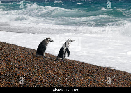 Magellanic Penguin am Eingang seiner Verschachtelung Burrow. El Pedral, Punta Ninfas, Provinz Chubut, Patagonien, Argentinien. Stockfoto