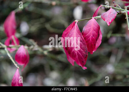 Herbstlaub der Euonymus Alatus (Dornbusch) im Westonbirt Arboretum, Wiltshire, England. Stockfoto