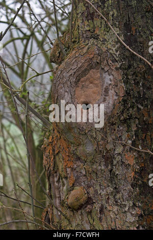 Europäische Kleiber, Vogelnest in Höhle, Höhle, Baumhöhle, Nest, Kleiber, Spechtmeise, Sitta Europaea, Sittelle torchepot Stockfoto