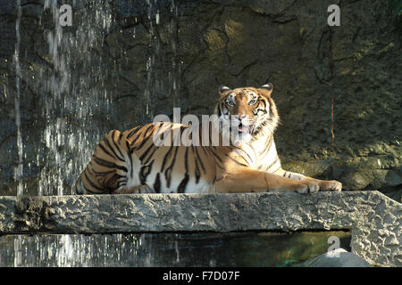 Bengal Tiger Stockfoto