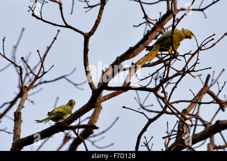 Narendrapur, Indien. 29. November 2015. Chintamoni Kar Bird Sanctuary ist ein kleines Gebiet nur 17 Hektar voller verschiedener Vögel, Schmetterling, Epiphyten, Pflanzen und Orchideen bei Naredrapur in der Nähe von Kolkata. Dies ist auch bekannt als Kayeler Bagan. © Saikat Paul/Pacific Press/Alamy Live-Nachrichten Stockfoto