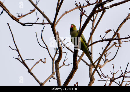 Narendrapur, Indien. 29. November 2015. Chintamoni Kar Bird Sanctuary ist ein kleines Gebiet nur 17 Hektar voller verschiedener Vögel, Schmetterling, Epiphyten, Pflanzen und Orchideen bei Naredrapur in der Nähe von Kolkata. Dies ist auch bekannt als Kayeler Bagan. © Saikat Paul/Pacific Press/Alamy Live-Nachrichten Stockfoto