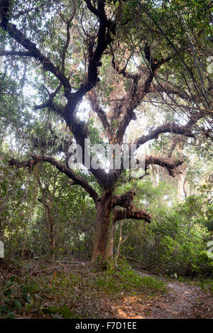 Narendrapur, Indien. 29. November 2015. Chintamoni Kar Bird Sanctuary ist ein kleines Gebiet nur 17 Hektar voller verschiedener Vögel, Schmetterling, Epiphyten, Pflanzen und Orchideen bei Naredrapur in der Nähe von Kolkata. Dies ist auch bekannt als Kayeler Bagan. © Saikat Paul/Pacific Press/Alamy Live-Nachrichten Stockfoto