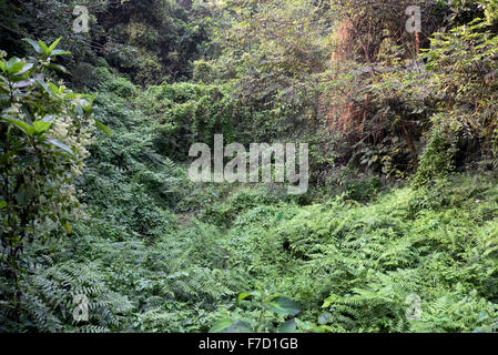 Narendrapur, Indien. 29. November 2015. Chintamoni Kar Bird Sanctuary ist ein kleines Gebiet nur 17 Hektar voller verschiedener Vögel, Schmetterling, Epiphyten, Pflanzen und Orchideen bei Naredrapur in der Nähe von Kolkata. Dies ist auch bekannt als Kayeler Bagan. © Saikat Paul/Pacific Press/Alamy Live-Nachrichten Stockfoto