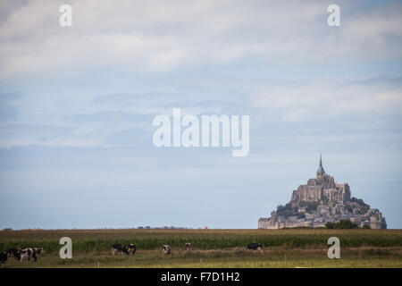 Farbbild des einige Holstein Kühe vor Mont Saint Michel in der Normandie, Frankreich. Stockfoto