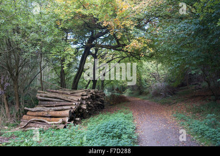 Woodland-Szene im Herbst in Wendover Wald England Stockfoto