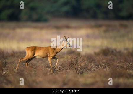 Reh / Buck / Reh (Capreolus Capreolus) herüber ruhig offen Trockenrasen mit Kräutern im Maul. Stockfoto