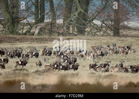 Herde europäischer Muffelwild (Ovis orientalis musimon), in offener Naturlandschaft, typischer Lebensraum, Europa. Stockfoto