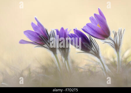 Common Pasque Flowers / Europäische Küchenschelle (Pulsatilla Vulgaris) wächst auf kalkhaltigen nährstoffarme Wiese. Stockfoto