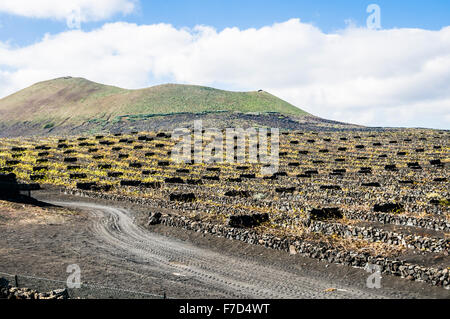 Terrassierten Weinberg mit Wänden aus Lavarock auf Lanzarote Stockfoto