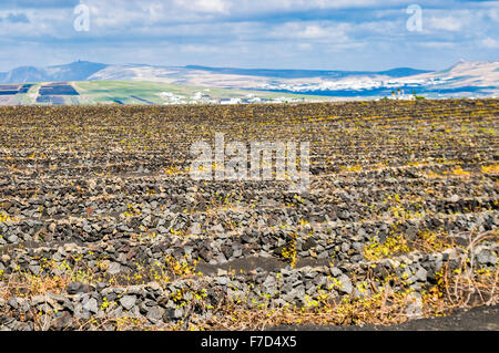 Terrassierten Weinberg mit Wänden aus Lavarock auf Lanzarote Stockfoto