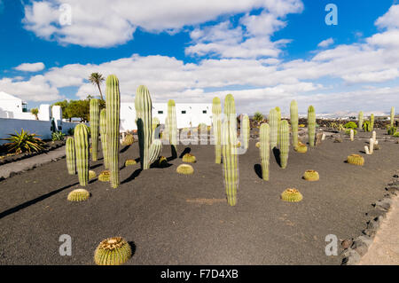 Hoch Kaktus Pflanzen in einem Garten in Lanzarote Stockfoto