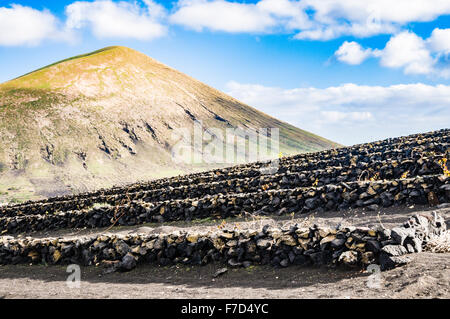 Terrassierten Weinberg mit Wänden aus Lavarock in Lanzarote am Fuße eines Vulkans aus Stockfoto