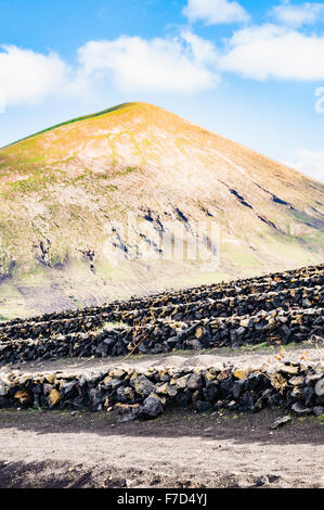 Terrassierten Weinberg mit Wänden aus Lavarock in Lanzarote am Fuße eines Vulkans aus Stockfoto