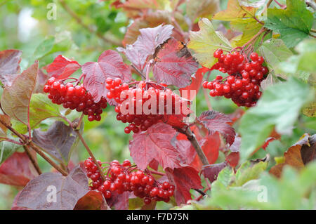 Rote Beeren und Blätter im Herbst Der Gefüllte Schneeball (Viburnum opulus - Rose). Bourne, Cambridgeshire, Großbritannien. Stockfoto