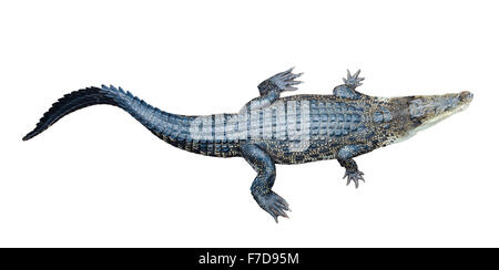 Draufsicht der Salzwasser-Krokodil (Crocodylus Porosus), isoliert auf weißem Hintergrund Stockfoto