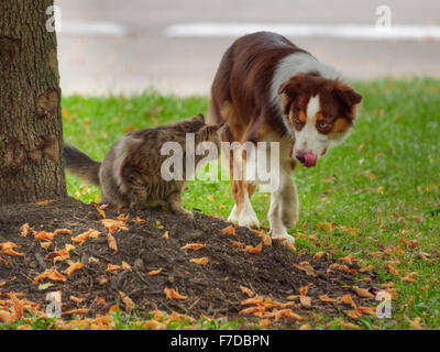 Ein Hund und Katze gegeneinander antreten Stockfoto