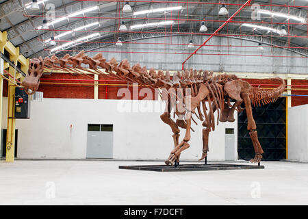 Weltweit größte Dinosaurier rekonstruiert Skelett Predio Ferial, Trelew, Chubut Region Patagonien, Argentinien. Entdeckten 2014 Stockfoto